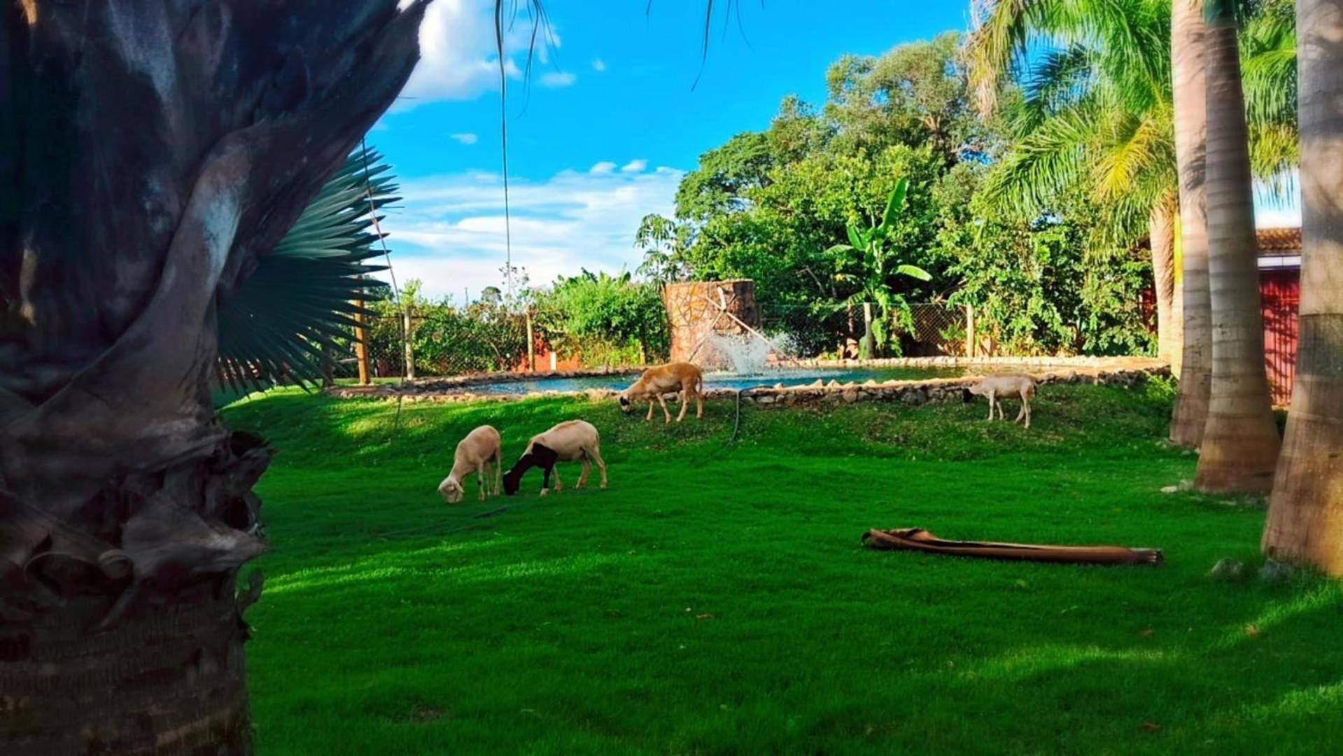 Pousada Cafe Da Roca Campos Gerais Екстер'єр фото